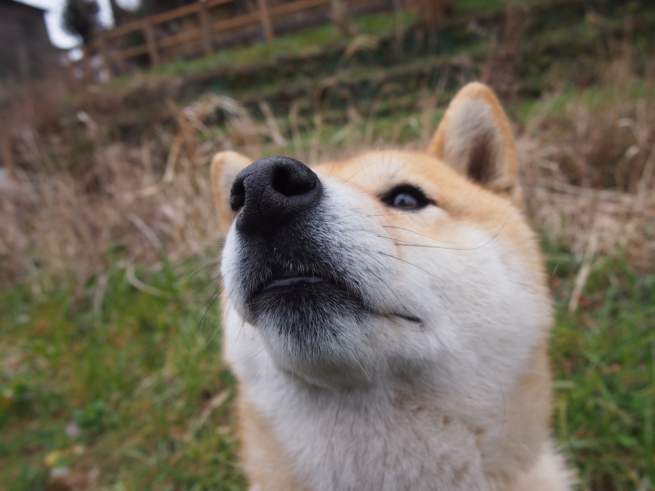 双雄并起，莱比锡红牛欧战告捷，巴雷拉F1争冠路上展雄风